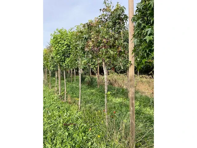 Lei amberboom (5x) - afbeelding 3 van  4