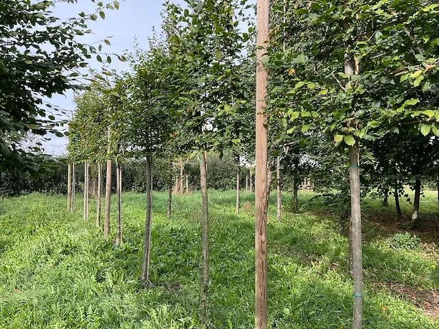 Lei beuk (2x) - afbeelding 1 van  4