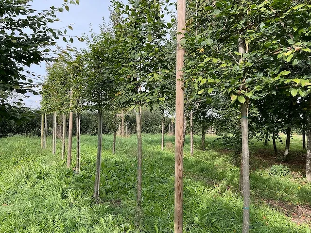 Lei beuk (2x) - afbeelding 2 van  4