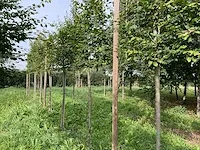 Lei beuk (2x) - afbeelding 2 van  4