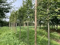 Lei beuk (2x) - afbeelding 3 van  4