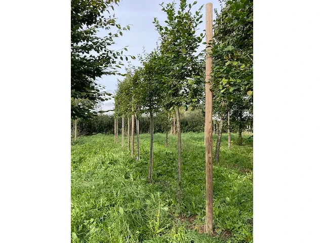 Lei beuk (2x) - afbeelding 4 van  4