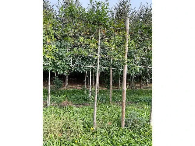 Lei moeraseik (2x) - afbeelding 2 van  3