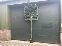 Lei prunus laurocerasus - espalier (20x) - afbeelding 1 van  9