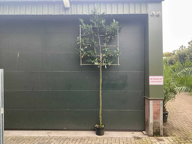 Lei prunus laurocerasus - espalier (20x) - afbeelding 2 van  9