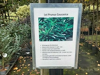Lei prunus laurocerasus - espalier (20x) - afbeelding 9 van  9
