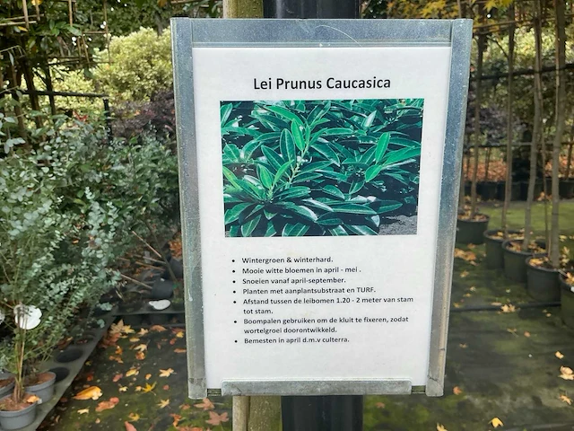 Lei prunus lusitanica - espalier (10x) - afbeelding 9 van  9