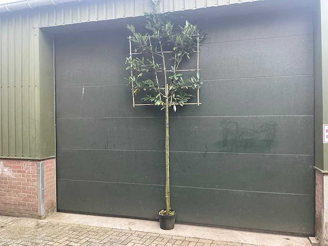 Lei prunus lusitanica - espalier (20x) - afbeelding 1 van  9