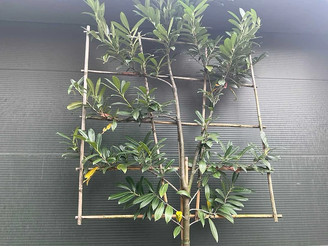 Lei prunus lusitanica - espalier (20x) - afbeelding 3 van  9