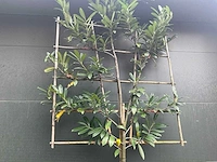 Lei prunus lusitanica - espalier (20x) - afbeelding 3 van  9