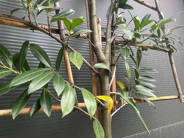 Lei prunus lusitanica - espalier (20x) - afbeelding 4 van  9