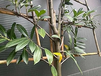 Lei prunus lusitanica - espalier (20x) - afbeelding 4 van  9