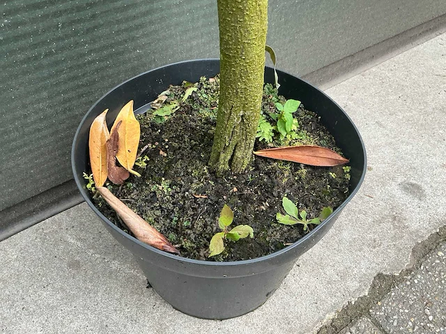 Lei prunus lusitanica - espalier (20x) - afbeelding 5 van  9