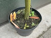 Lei prunus lusitanica - espalier (20x) - afbeelding 5 van  9