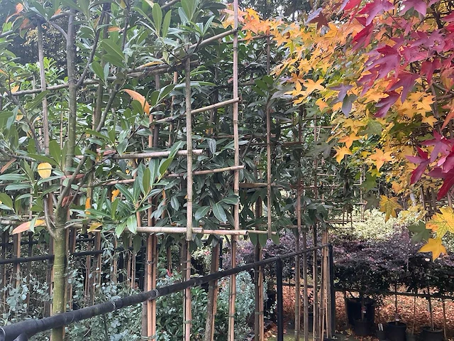 Lei prunus lusitanica - espalier (20x) - afbeelding 6 van  9