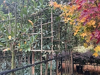 Lei prunus lusitanica - espalier (20x) - afbeelding 6 van  9