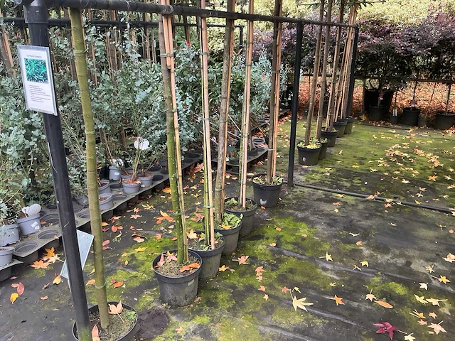 Lei prunus lusitanica - espalier (20x) - afbeelding 7 van  9