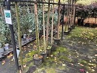 Lei prunus lusitanica - espalier (20x) - afbeelding 7 van  9