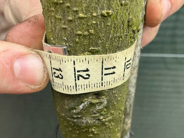 Lei prunus lusitanica - espalier (20x) - afbeelding 8 van  9