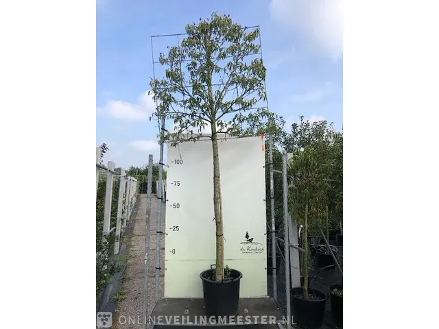 Leilaurier prunus 'angustifolia', leiboom, , 3 m hoog - afbeelding 1 van  1