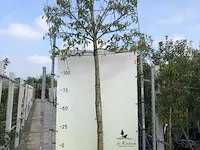 Leilaurier prunus 'angustifolia', leiboom, , 3 m hoog - afbeelding 1 van  1