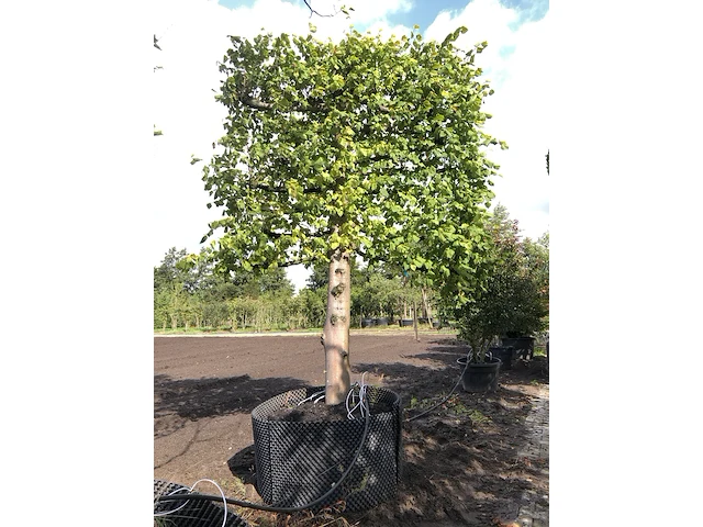 Leilinde tilia europaea, karakterboom, ca. 350 cm hoog - afbeelding 1 van  1