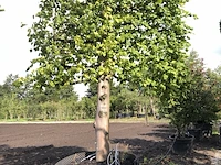 Leilinde tilia europaea, karakterboom, ca. 350 cm hoog - afbeelding 1 van  1