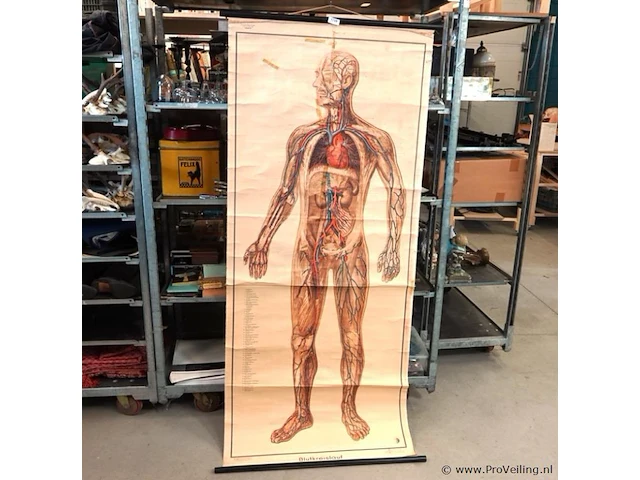 Levensgrote anatomie kaart op linnen - afbeelding 1 van  5