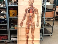 Levensgrote anatomie kaart op linnen - afbeelding 1 van  5