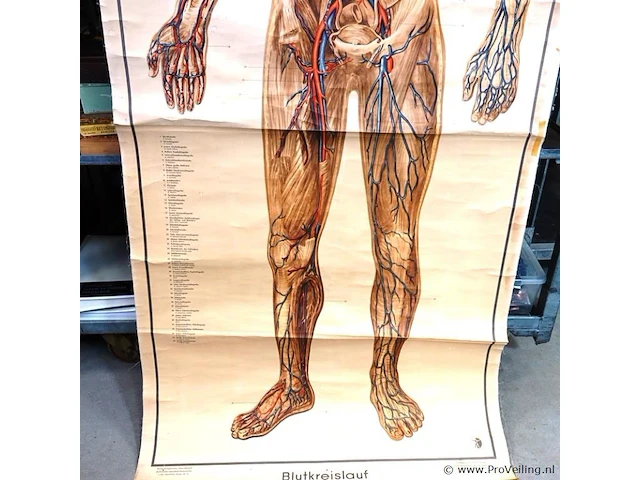 Levensgrote anatomie kaart op linnen - afbeelding 3 van  5