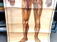 Levensgrote anatomie kaart op linnen - afbeelding 3 van  5