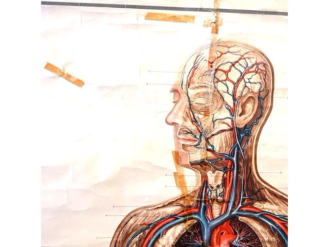 Levensgrote anatomie kaart op linnen - afbeelding 4 van  5