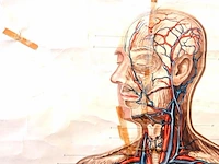 Levensgrote anatomie kaart op linnen - afbeelding 4 van  5
