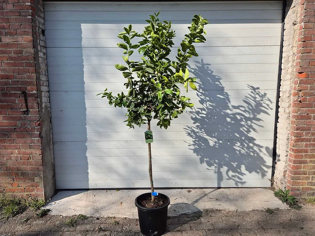 Limoenboom - citrus aurantifolia - hoogte ca. 160 cm - afbeelding 1 van  5