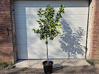 Limoenboom - citrus aurantifolia - hoogte ca. 160 cm - afbeelding 1 van  5