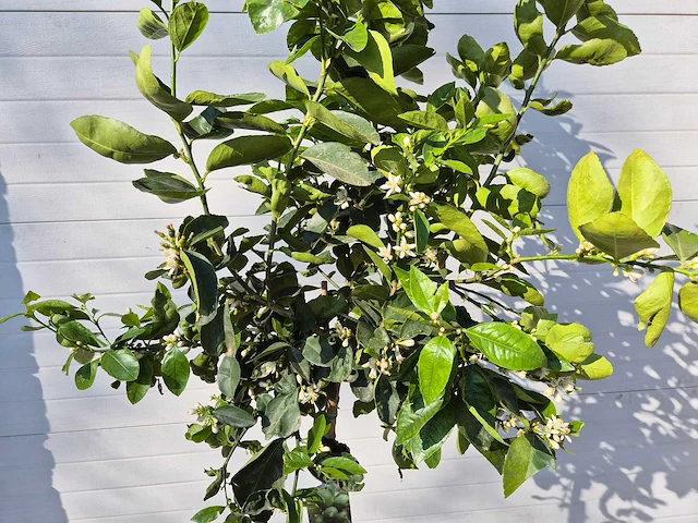 Limoenboom - citrus aurantifolia - hoogte ca. 160 cm - afbeelding 2 van  5