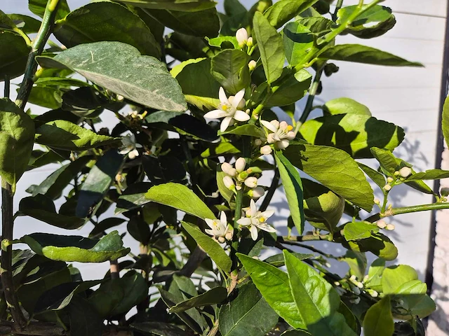 Limoenboom - citrus aurantifolia - hoogte ca. 160 cm - afbeelding 3 van  5