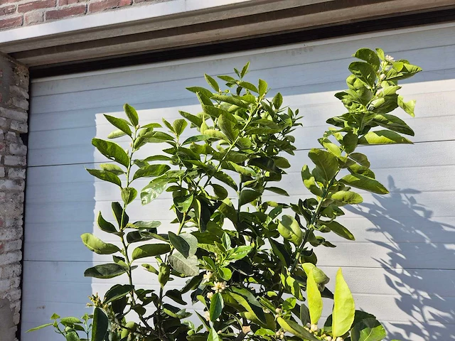 Limoenboom - citrus aurantifolia - hoogte ca. 160 cm - afbeelding 4 van  5