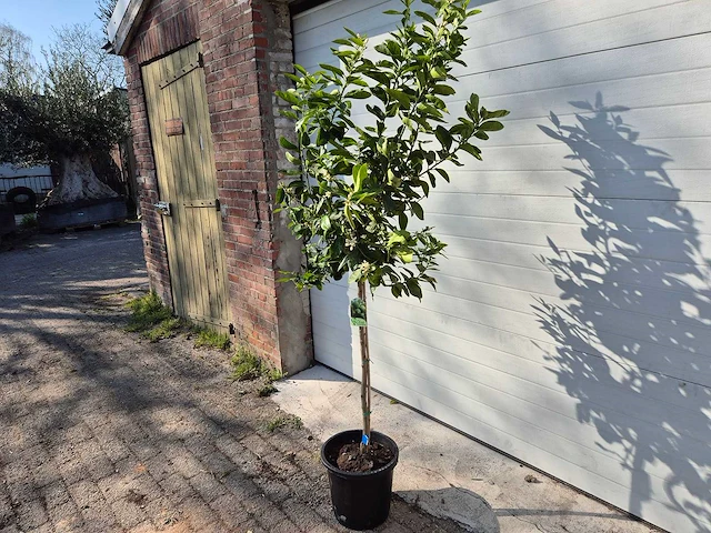 Limoenboom - citrus aurantifolia - hoogte ca. 160 cm - afbeelding 5 van  5