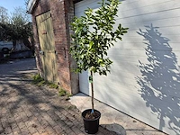 Limoenboom - citrus aurantifolia - hoogte ca. 160 cm - afbeelding 5 van  5