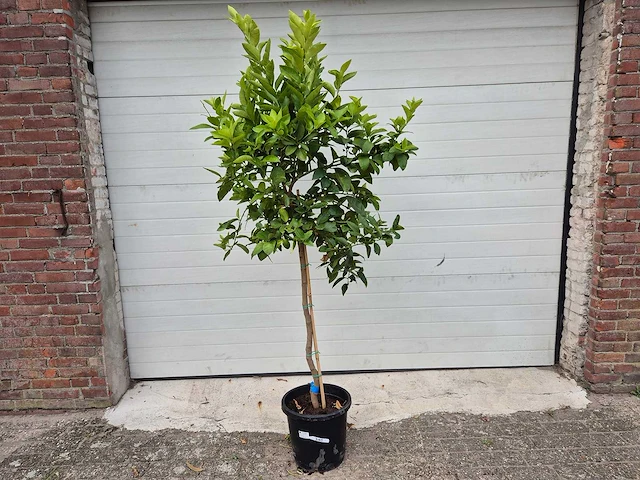 Limoenboom - citrus aurantifolia - hoogte ca. 160 cm - afbeelding 1 van  2