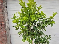 Limoenboom - citrus aurantifolia - hoogte ca. 160 cm - afbeelding 2 van  2