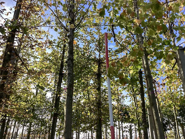 Lindeboom - laanbomen (2x) - afbeelding 1 van  4