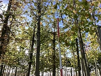 Lindeboom - laanbomen (2x) - afbeelding 1 van  4