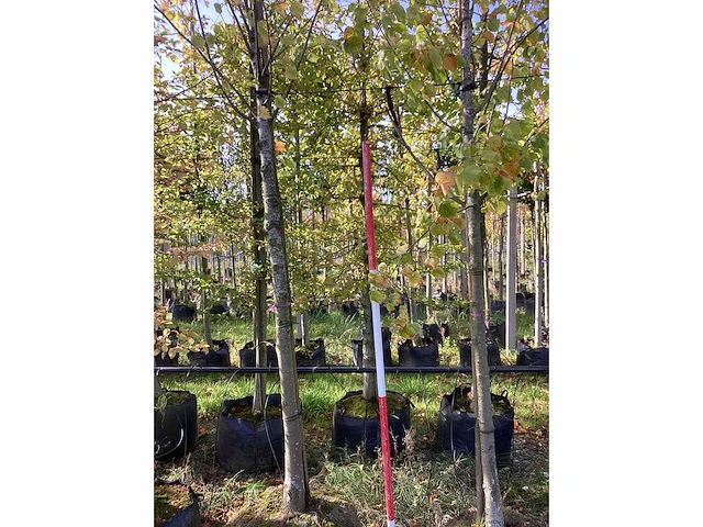 Lindeboom - laanbomen (2x) - afbeelding 2 van  4