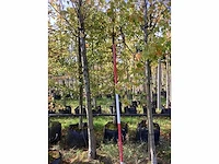 Lindeboom - laanbomen (2x) - afbeelding 2 van  4