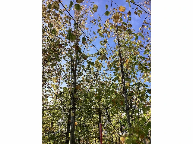 Lindeboom - laanbomen (2x) - afbeelding 3 van  4
