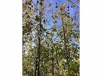 Lindeboom - laanbomen (2x) - afbeelding 3 van  4