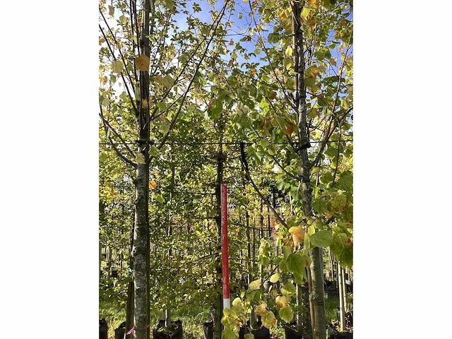 Lindeboom - laanbomen (2x) - afbeelding 4 van  4