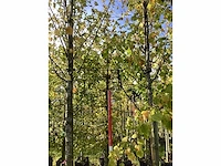 Lindeboom - laanbomen (2x) - afbeelding 4 van  4